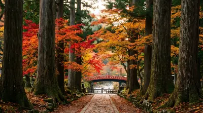 The ancient cedar avenue of Nikko